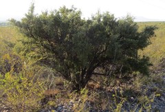 Condalia warnockii
