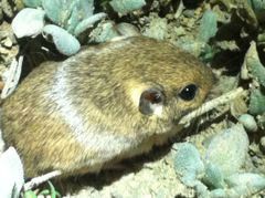 Perognathus