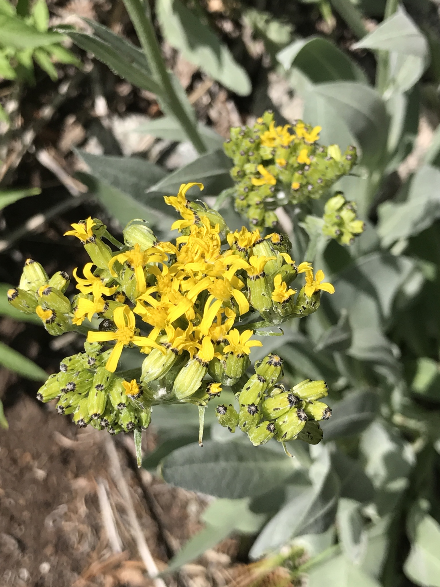 Senecio atratus