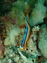 Chromodoris elisabethina