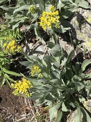 Senecio atratus