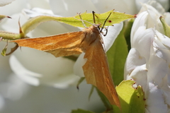 Tetracis cervinaria