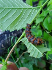 Polygonia interrogationis