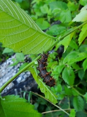 Polygonia interrogationis