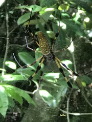 Trichonephila clavipes image