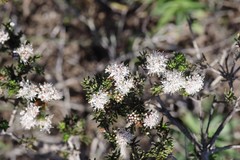 Agathosma gonaquensis