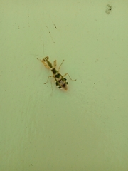Acontista mexicana