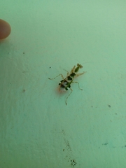 Acontista mexicana