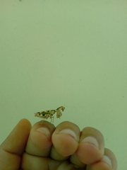 Acontista mexicana