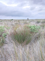 Elegia tectorum