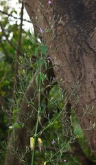 Dicliptera paniculata