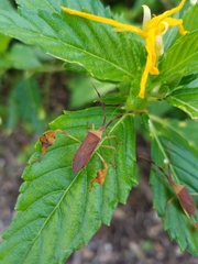 Chondrocera laticornis