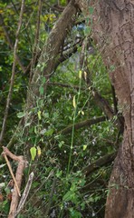 Dicliptera paniculata