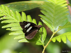 Notocrypta feisthamelii alysos