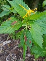 Chondrocera laticornis