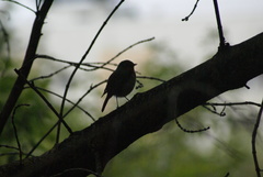 Erithacus rubecula