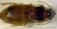 Anisodactylus sanctaecrucis