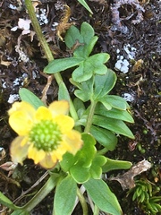 Ranunculus hyperboreus