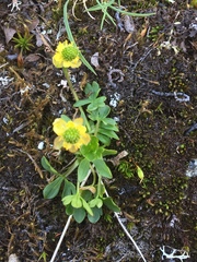 Ranunculus hyperboreus