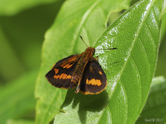 Potanthus serina