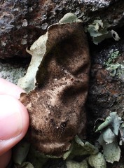 Umbilicaria hirsuta