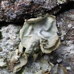 Umbilicaria hirsuta