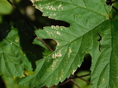 Podosphaera macularis