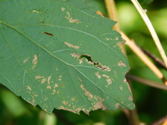 Podosphaera macularis