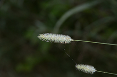 Phleum