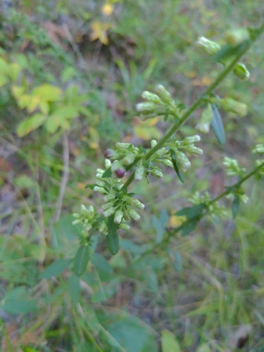 Schizomyia racemicola photo 6