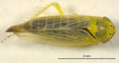 Macrosteles quadrilineatus