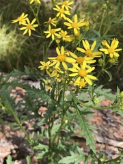 Senecio eremophilus