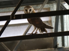 Tyto alba poensis