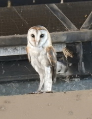 Tyto alba poensis