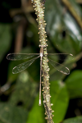 Lestes nodalis