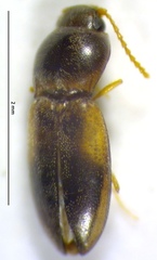 Paradonus beckeri