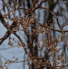 Dalbergia lanceolaria