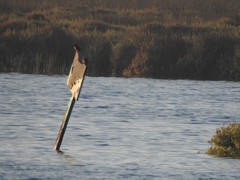 Alcedo atthis