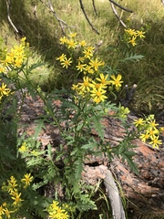 Senecio eremophilus