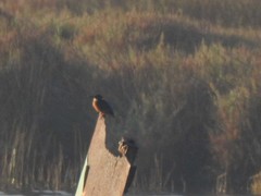 Alcedo atthis
