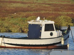Larus michahellis