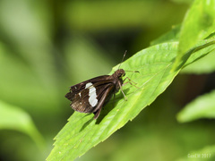 Notocrypta feisthamelii alysos
