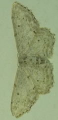 Idaea incisaria