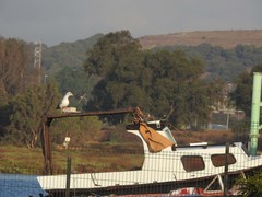 Larus michahellis