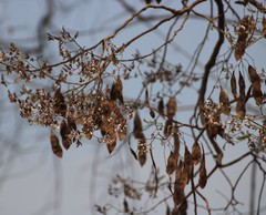 Dalbergia lanceolaria