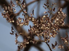 Dalbergia lanceolaria