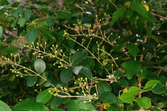 Magnoliopsida