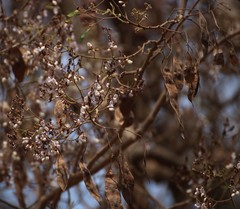 Dalbergia lanceolaria