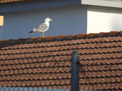 Larus michahellis