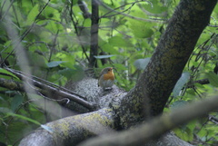 Erithacus rubecula